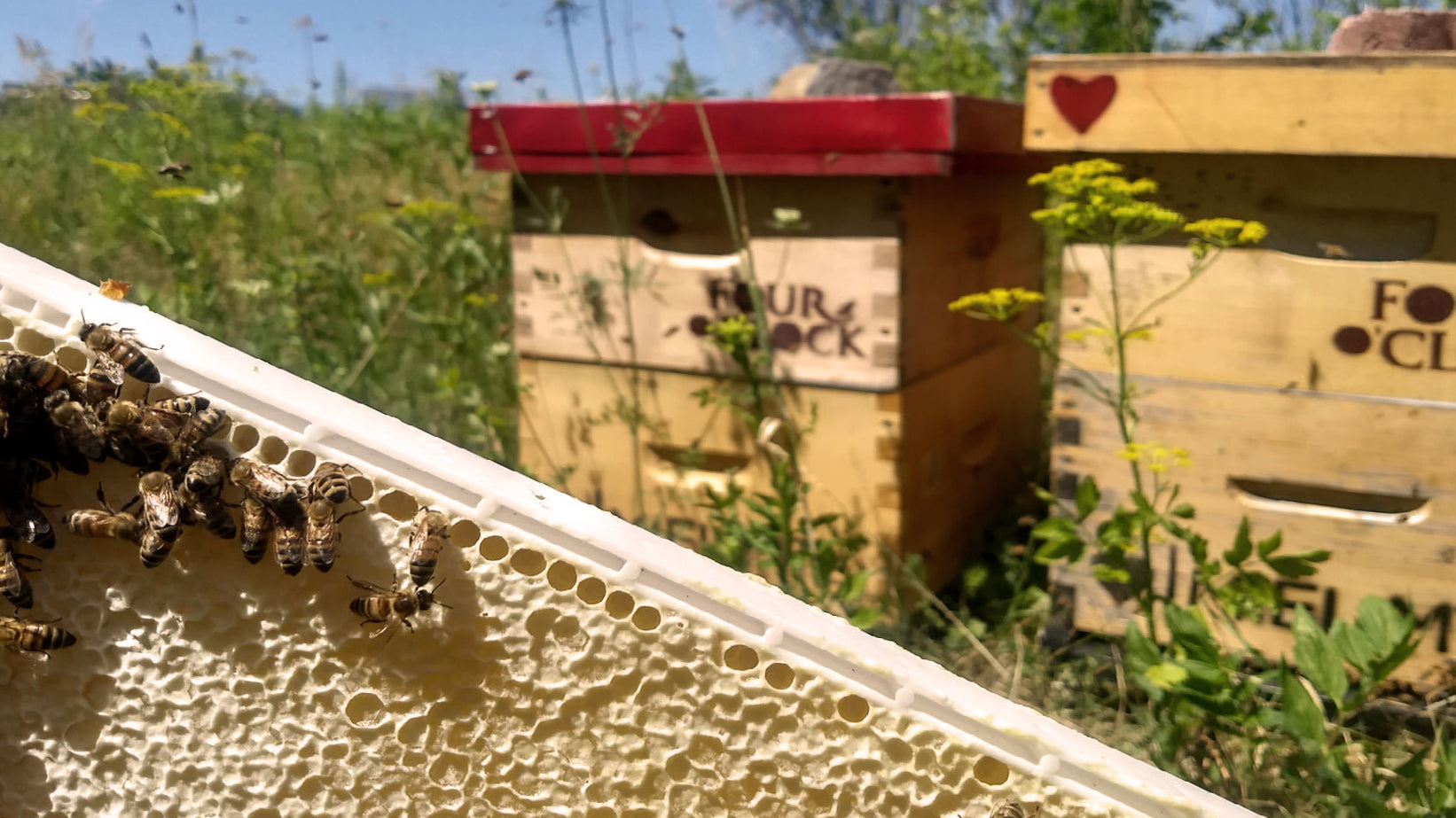 BENEFITS OF HONEY: DISCOVER THE FOUR O'CLOCK BEEHIVES!